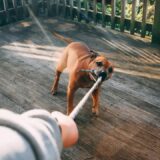 犬に噛まれたら慰謝料相場はいくら？損害賠償の請求項目や拒否された時の対処法