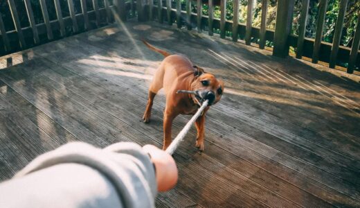 犬に噛まれたら慰謝料相場はいくら？損害賠償の請求項目や拒否された時の対処法